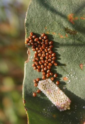 Nezara viridula